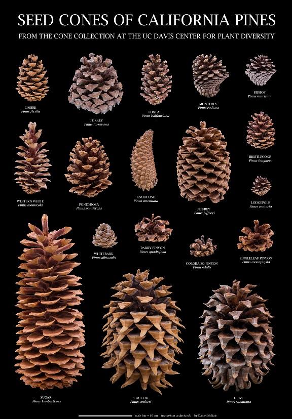 Poster of California Pine Cones