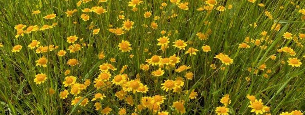 Picture of Lasthenia Flower.