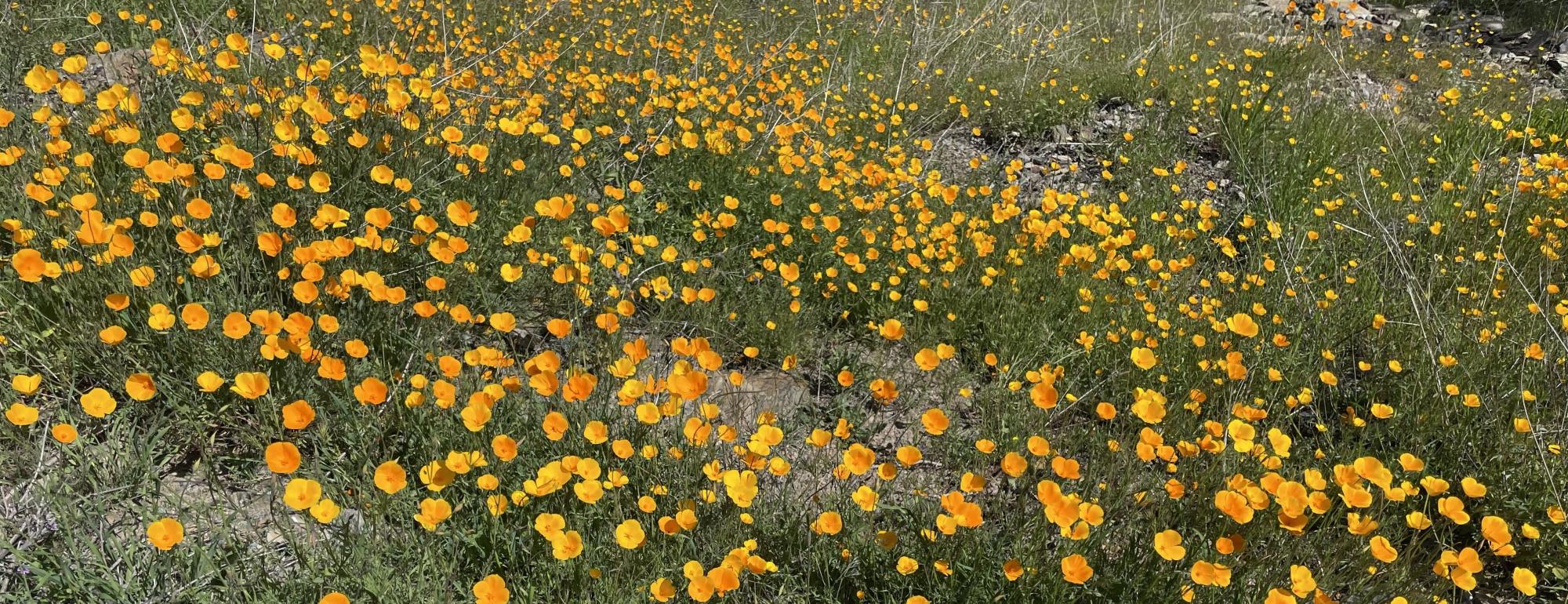 A field of poppy flowers