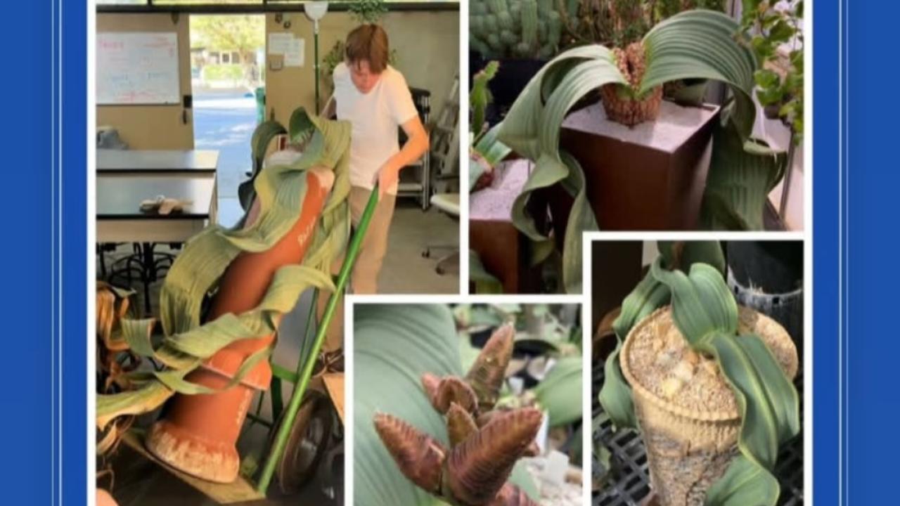 Everything Welwitschia, Gianluca Bacca, Owner Rare Plantsmen Nursery with Welwitschi plants.