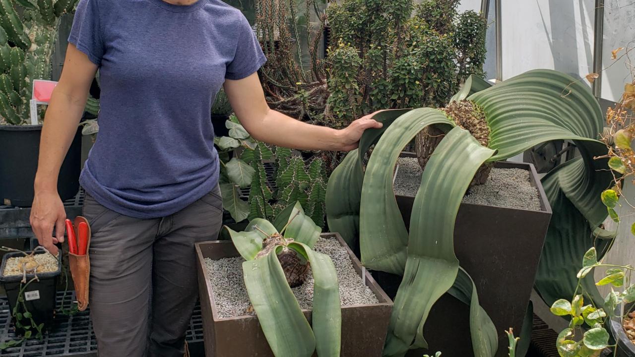 Conservatory Manager Marlene Simon with on hand on a large Welwitschia, a succulent with its two long and curving strap like leaves.