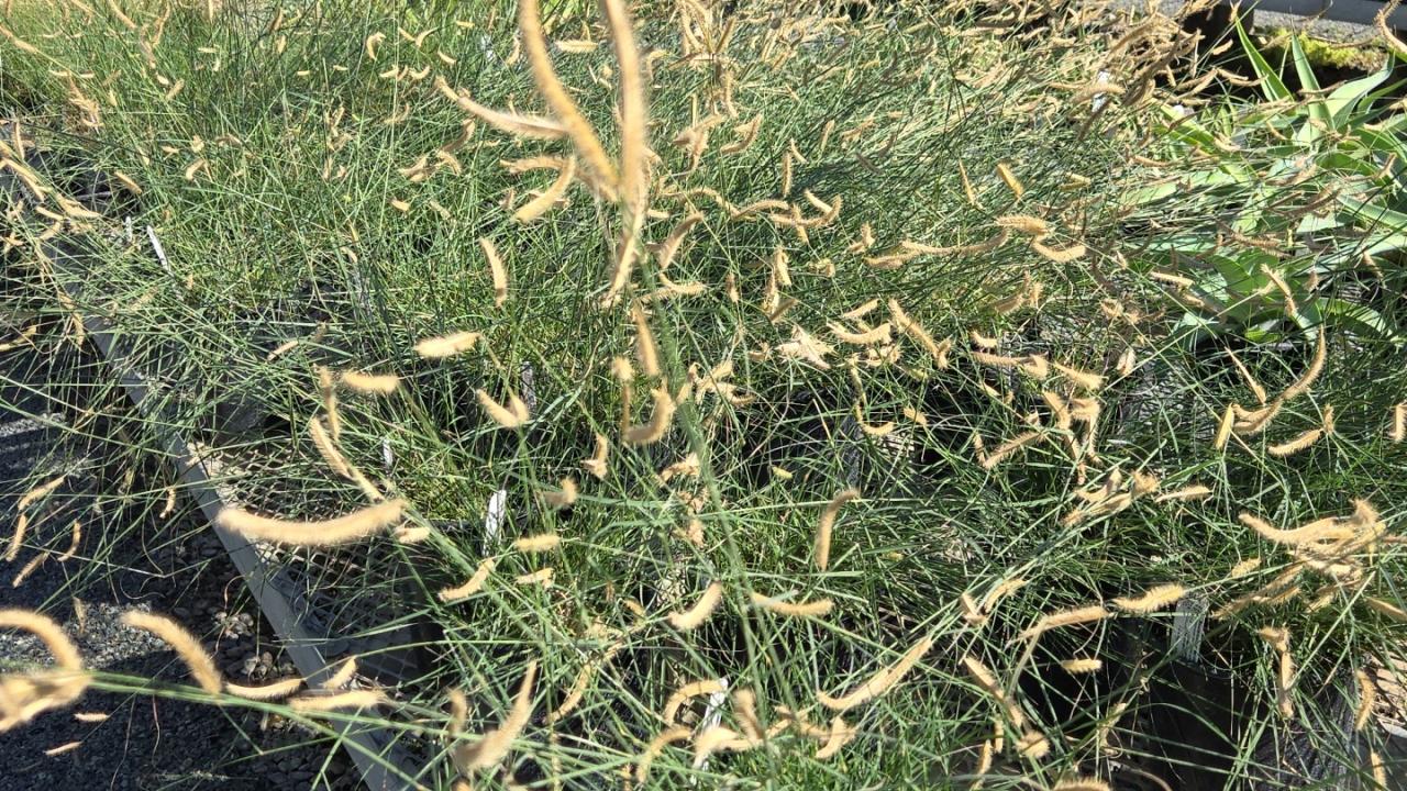 Arboretum Sale, Bouteloua Gracilis, Eyelash Grass