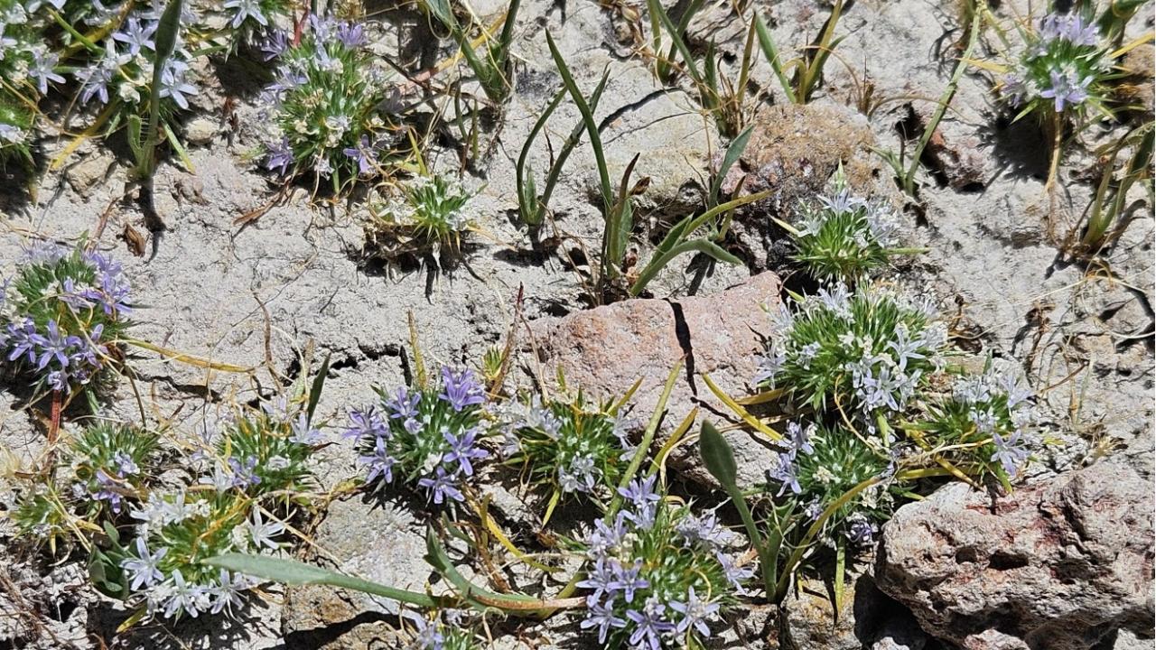 Boggs Lake Navarretia, Navarretia leucocephala ssp pleiantha