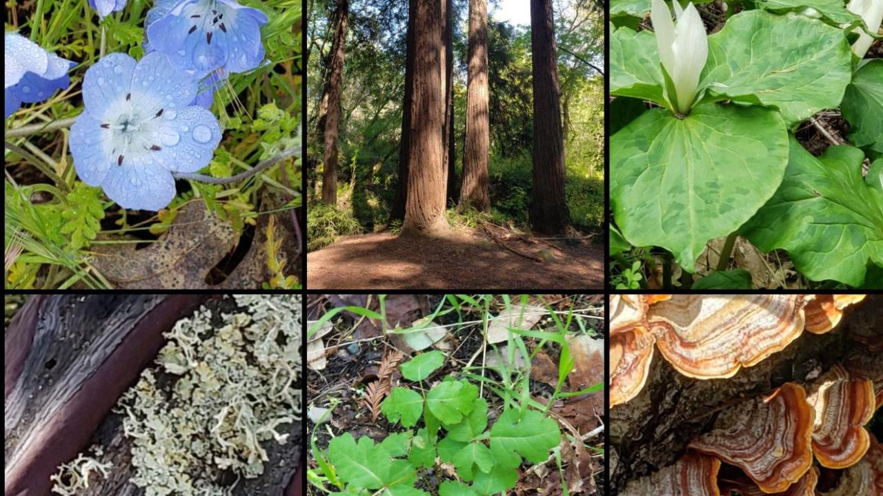 California Native plants and flowers from Field Trips_Bothe_Napa_Valley_State_Park_April_6_2024