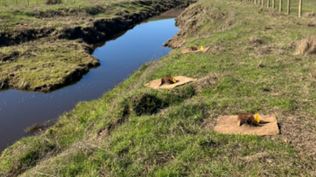 Four small mounds with yellow flags are placed along a grassy riverbank under a clear blue sky.