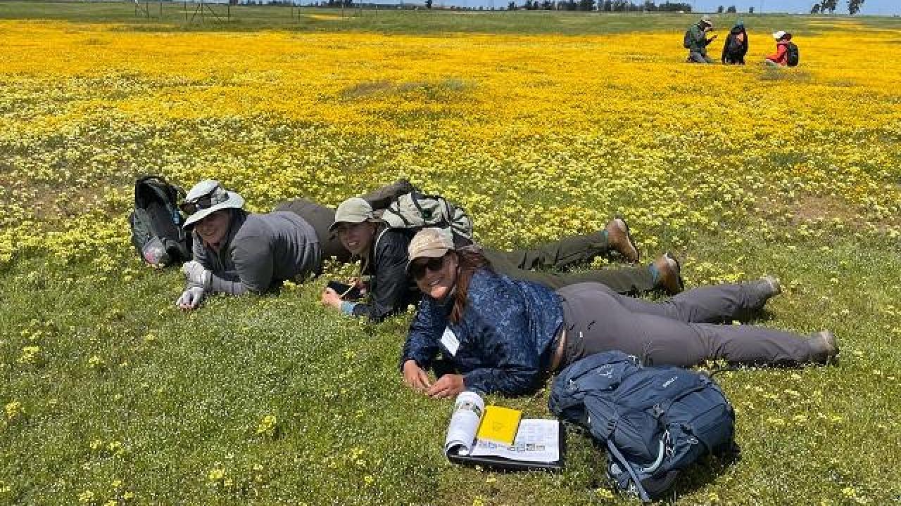 Field trip guests laying on their stomach's to observe plants up close in a field of yellow Lasthenia.