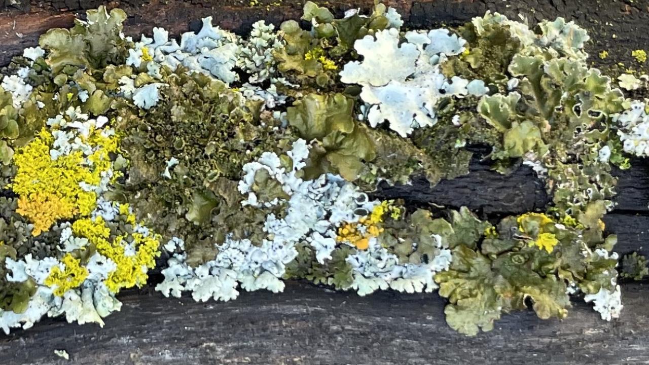 A lichen
