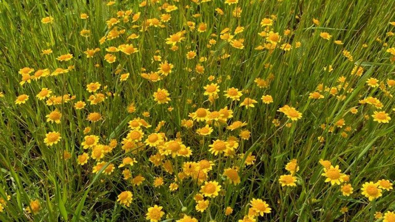 Picture of Lasthenia Flower.