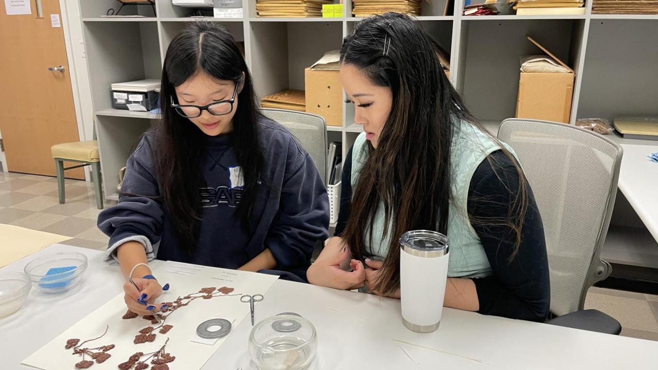 Two individuals demonstrating techniques for gluing plant specimens to archival paper. 