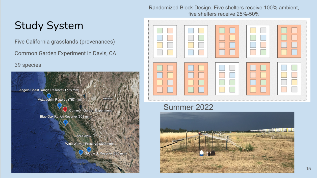 Powerpoint slide showing schematic of common garden drought experiment in 5 x 2 matrix. Each pair of rectangles is a block containing one orange rectangle, corresponding to drought treatment, and one white rectangle, corresponding to control. Each rectangle contains a 2 x 8 matrix of squares. Each square is one of five colors, randomized. Each color refers to one of the five plant communities included in the study. 