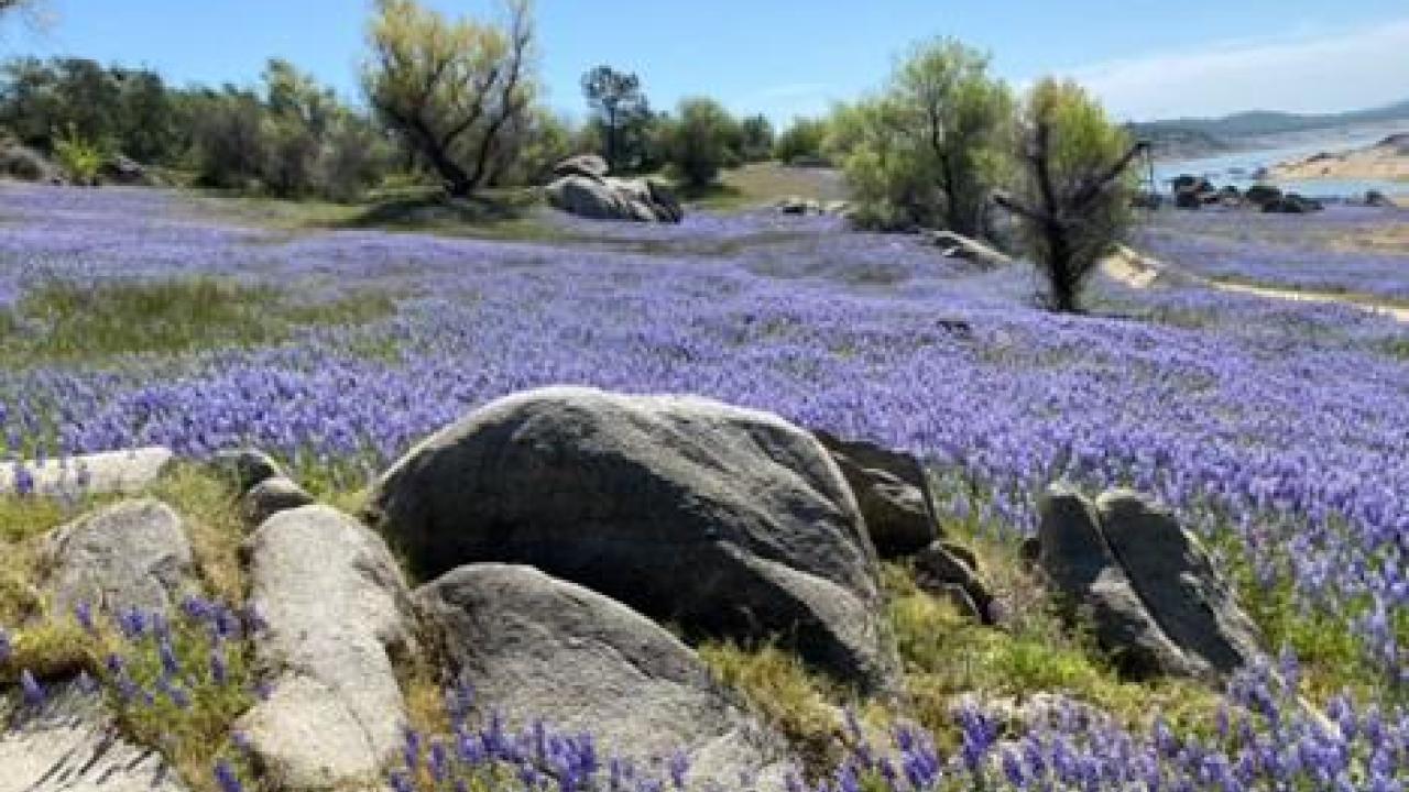 open field of purple lupin throughout.