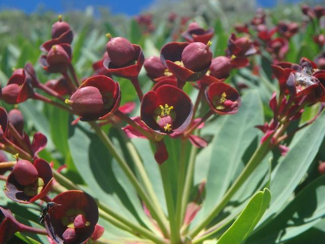 Euphorbia atropurpurea