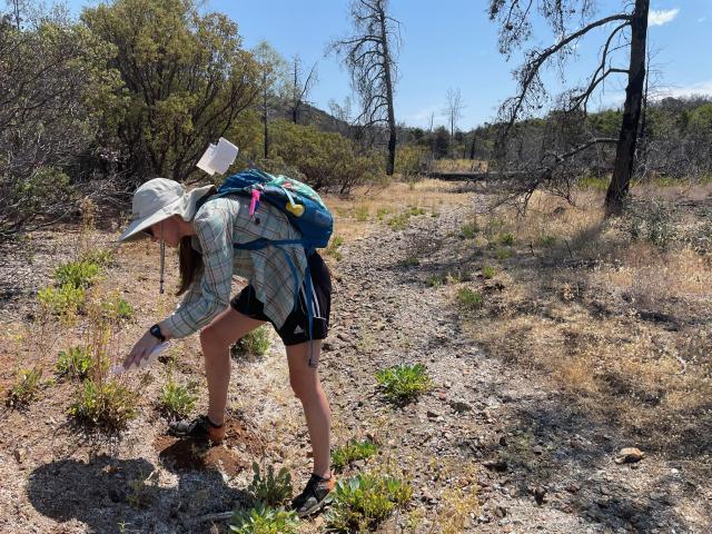 Ana Verschoor, UC Davis student, was lead seed collector on the California Plant Rescue Project in 2023. Here she is collecting rare plant seed in UCANR McLaughlin Natural Reserve in an area previously burned in a wildfire. Photo by Alison Colwell
