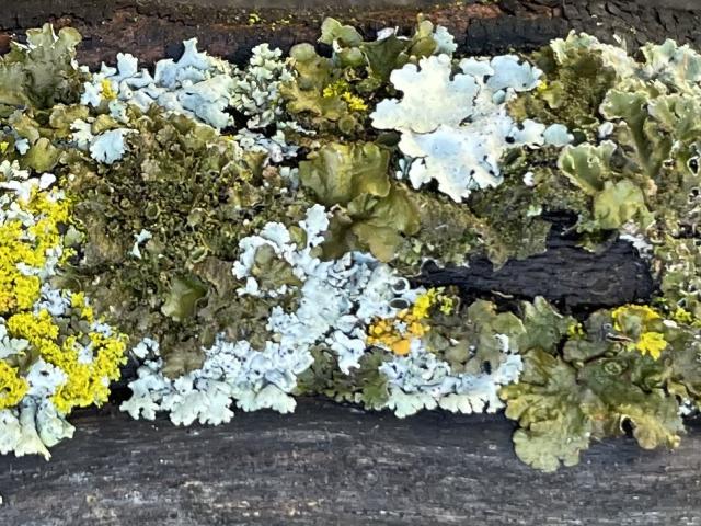 A lichen