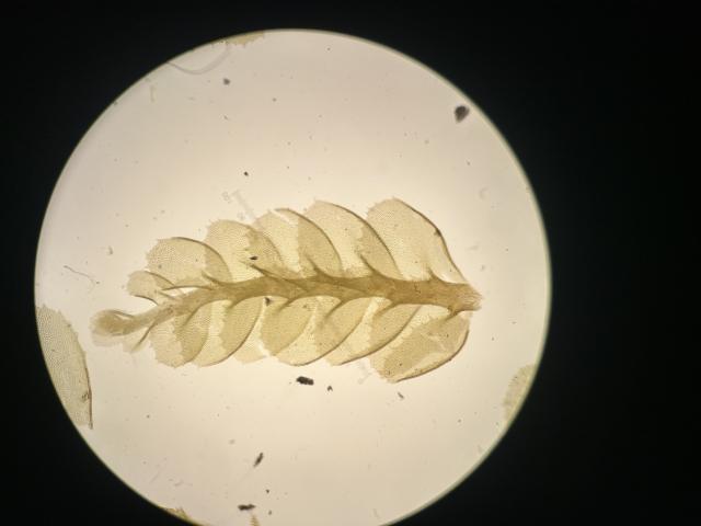 Plant under microscope