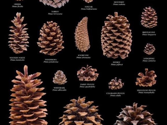 Poster of California Pine Cones