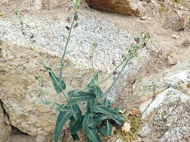 The rare Streptanthus medeirosii