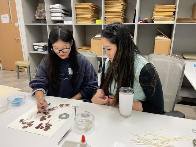 Two individuals demonstrating techniques for gluing plant specimens to archival paper. 