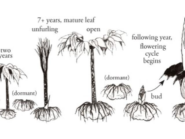 Illustration showing the life stages of Amorphophallus titanum.