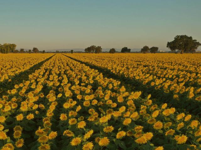 A field of sunflowers