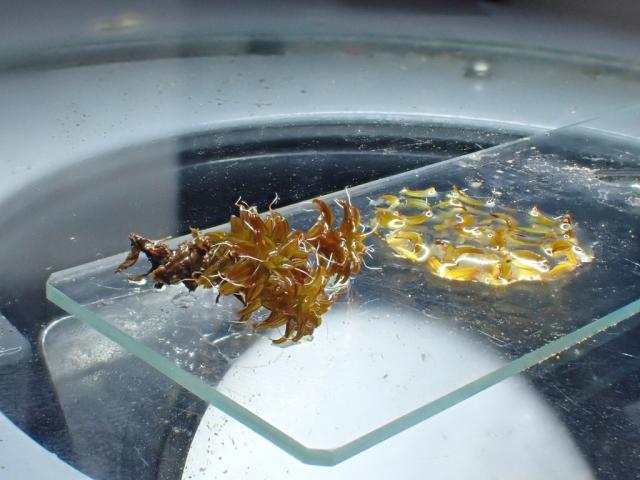 Syntrichia moss on microscope slide.