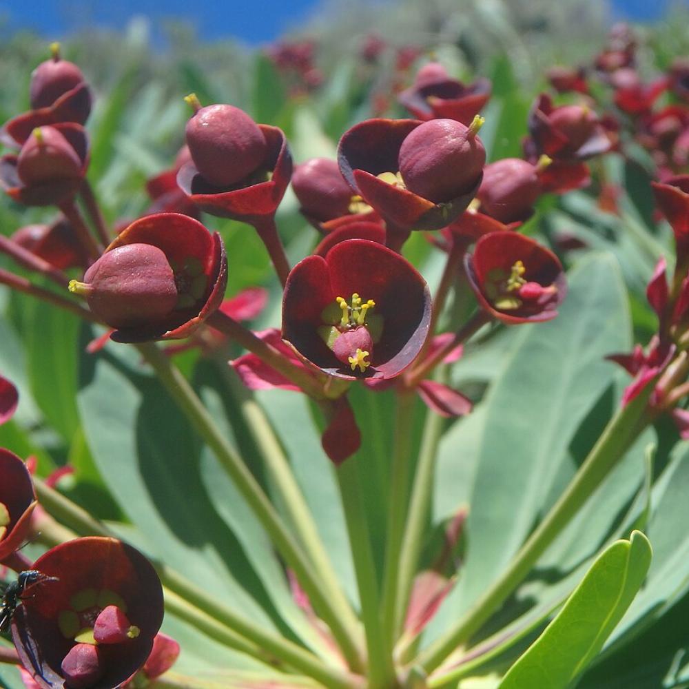 Euphorbia atropurpurea