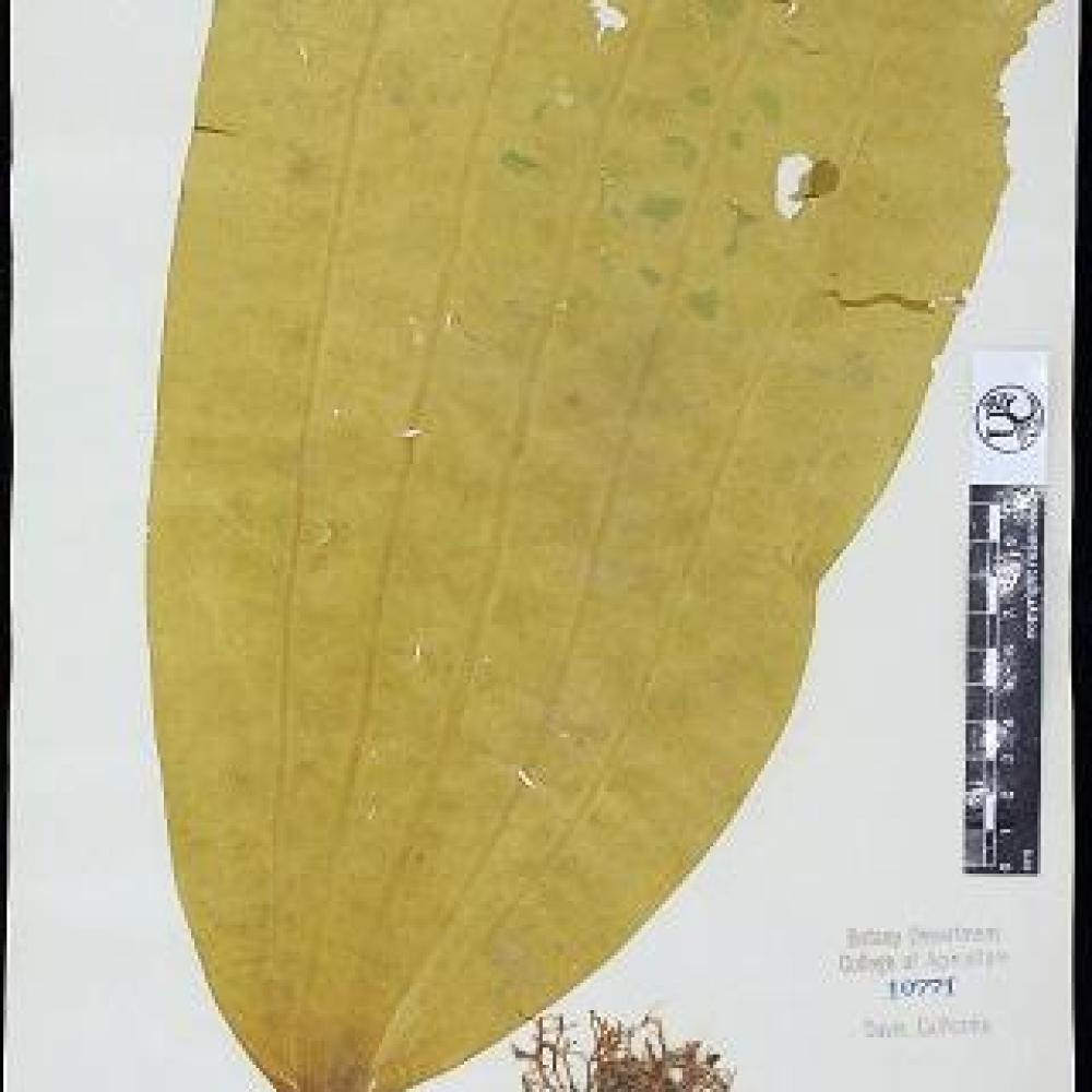 Macroalga mounted specimen.