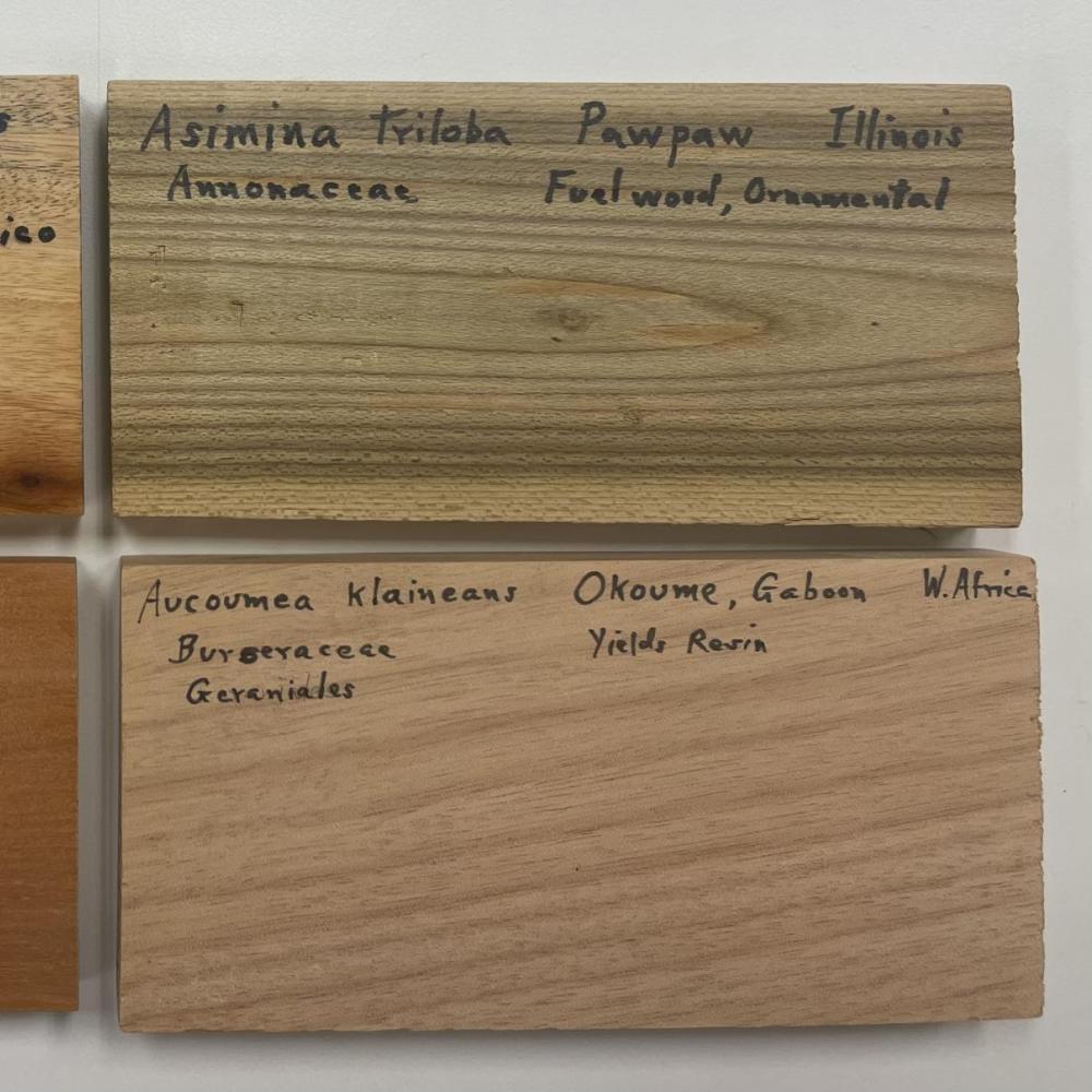 Xylarium wood samples