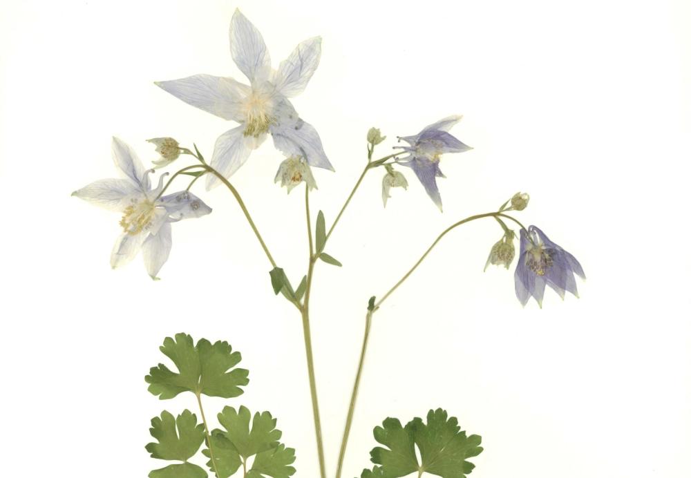 Aquilegia caerulea, Rocky Mountain Columbine, specimen flower pressed and mounted onto archival paper.