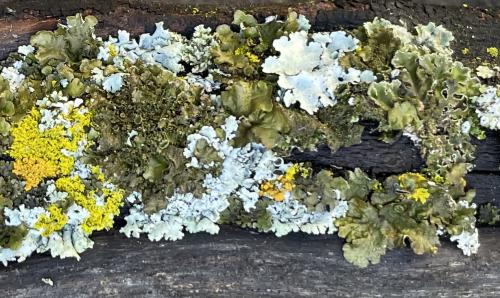 A lichen