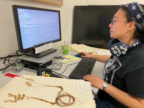 UCD undergraduate De Marie Armijo enters specimen data for a plant collected at the Bodega Marine Lab site. 