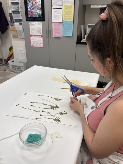Herbarium intern Jolie places linen straps on recently glued plant specimens to secure them to the paper.
