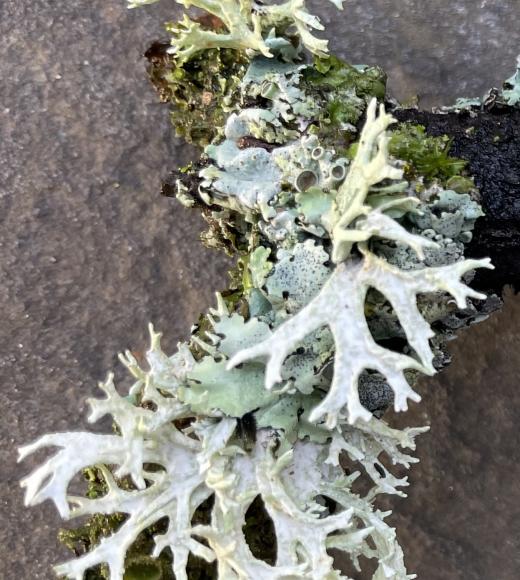 A lichen