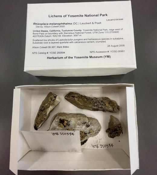 Box with Lichen samples and descriptive label.