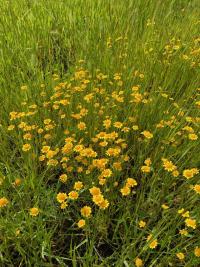 Picture of Lasthenia Flower.