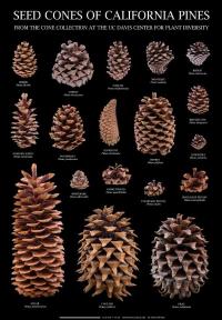 Poster of California Pine Cones