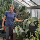 Conservatory Manager Marlene Simon with on hand on a large Welwitschia, a succulent with its two long and curving strap like leaves.