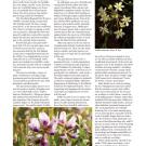 2024_No_62_Fall_Lasthenia Page 005.jpg