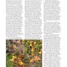 2024_No_62_Fall_Lasthenia Page 006.jpg
