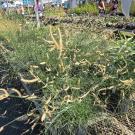 Arboretum Sale, Bouteloua Gracilis, Eyelash Grass