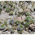 Boggs Lake Navarretia, Navarretia leucocephala ssp pleiantha
