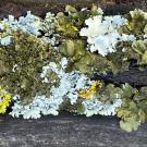 A lichen