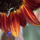 Close-up of a sunflower with vibrant orange and yellow petals.