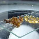 Syntrichia moss on microscope slide.