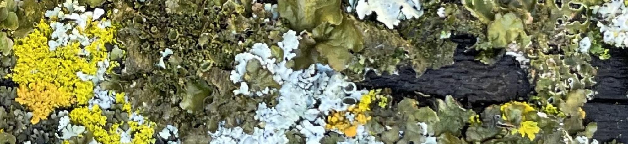 A lichen